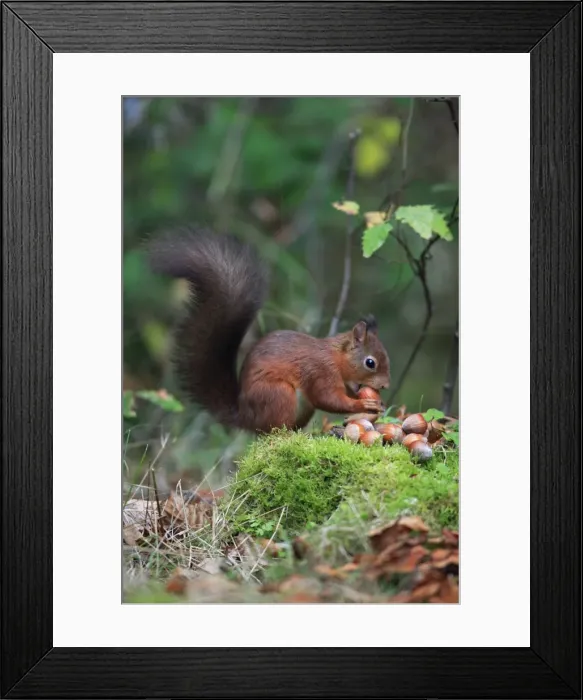 Framed Print : Red Squirrel - clasping hazel nut in mouth, Northumberland, autumn, England Framed Print : Red Squirrel - clasping hazel nut in mouth, Northumberland, autumn, England