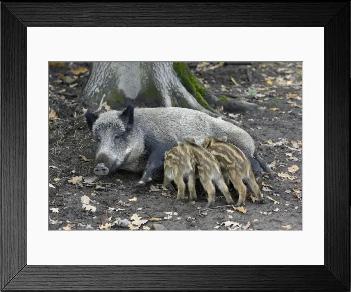Framed Print : Wild Boar - sow suckling piglets in forest, Hessen, Germany Framed Print : Wild Boar - sow suckling piglets in forest, Hessen, Germany