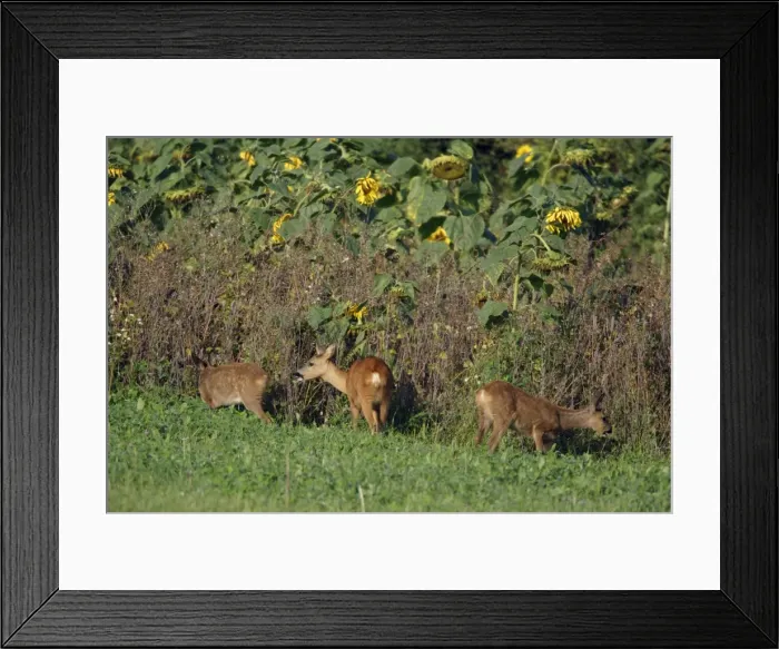 Framed Print : Roe Deer - doe with twins feeding on sunflower crop, Lower Saxony, Germany Framed Print : Roe Deer - doe with twins feeding on sunflower crop, Lower Saxony, Germany