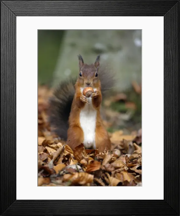 Framed Print : Red Squirrel- with hazel nut in mouth Northumberland autumn England Framed Print : Red Squirrel- with hazel nut in mouth Northumberland autumn England