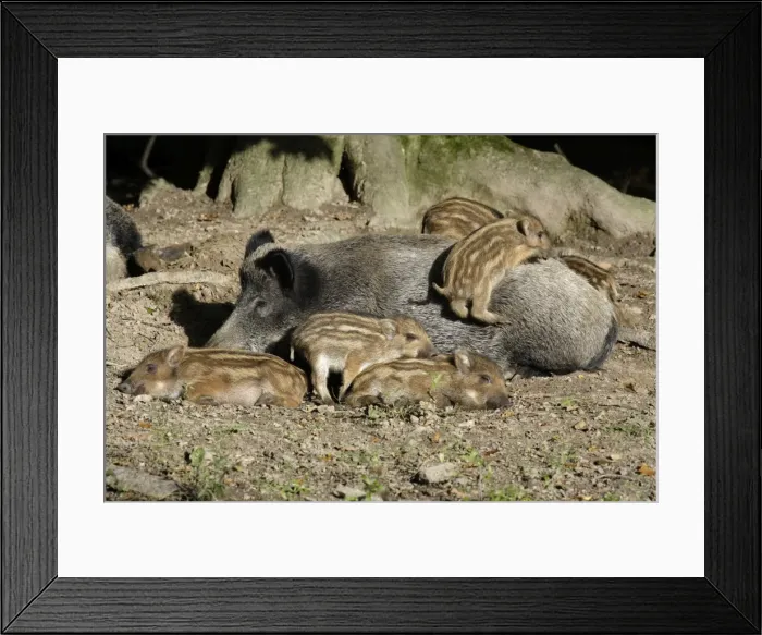 Framed Print : Wild Boar - sow resting with piglets in forest, Hessen, Germany Framed Print : Wild Boar - sow resting with piglets in forest, Hessen, Germany