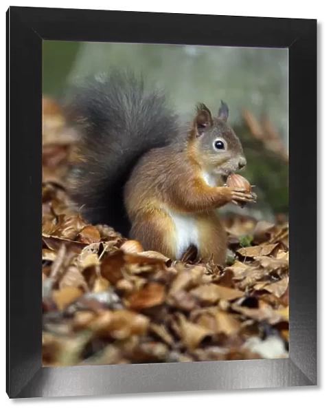 Red Squirrel- with hazel nut in mouth, Northumberland, autumn, England