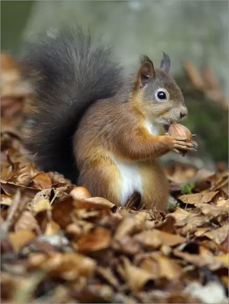 Red Squirrel- with hazel nut in mouth, Northumberland, autumn, England