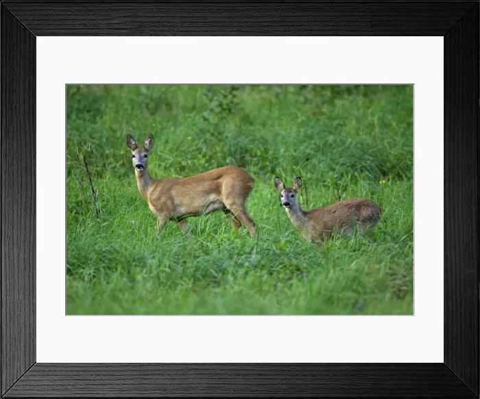 Framed Print : Roe Deer - doe with fawn, on alert, Lower Saxony, Germany Framed Print : Roe Deer - doe with fawn, on alert, Lower Saxony, Germany