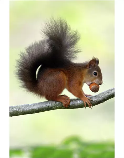 Red Squirrel - with hazel nut in mouth on branch, Northumberland, England