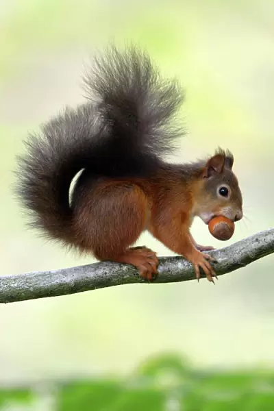 Red Squirrel - with hazel nut in mouth on branch, Northumberland, England