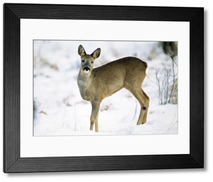 Framed Print : Roe Deer Doe in winter Framed Print : Roe Deer Doe in winter