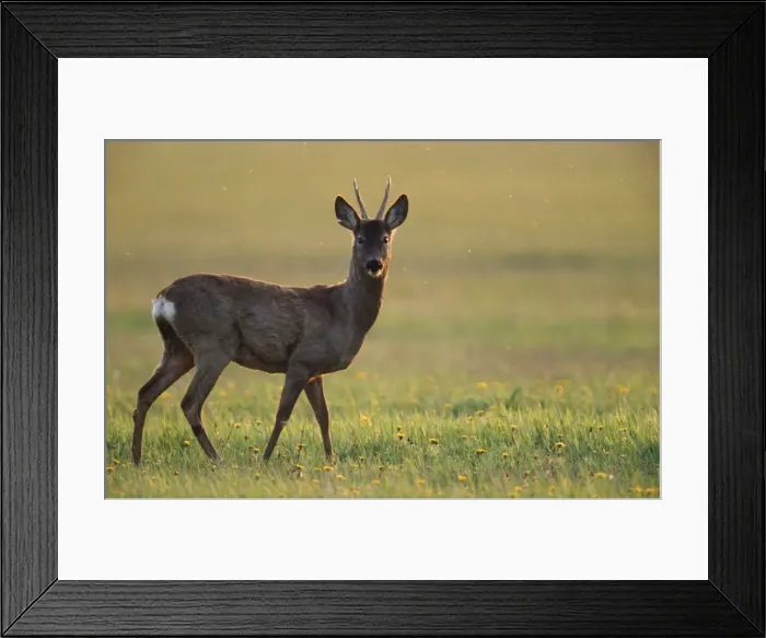 Framed Print : Roe Deer - buck in evening light Framed Print : Roe Deer - buck in evening light
