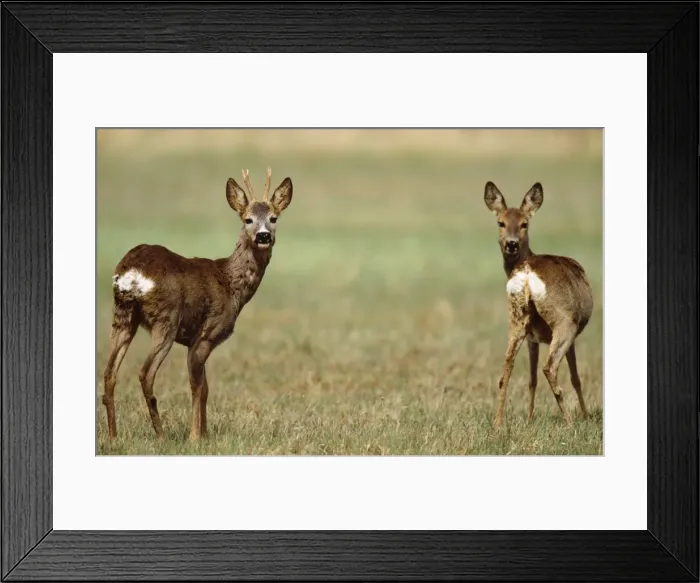 Framed Print : Roe Deer - Buck & Doe alert Framed Print : Roe Deer - Buck & Doe alert