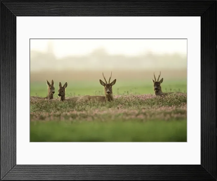 Framed Print : Roe Deer - Bucks & Does resting in Lavender crop Framed Print : Roe Deer - Bucks & Does resting in Lavender crop