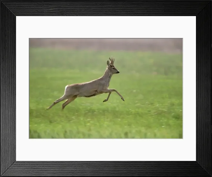 Framed Print : Roe Deer Buck leaping in flight from danger Framed Print : Roe Deer Buck leaping in flight from danger
