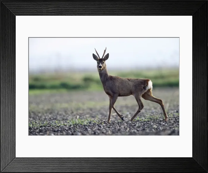 Framed Print : Roe Deer - Buck alert on winter corn Framed Print : Roe Deer - Buck alert on winter corn