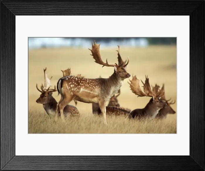 Framed Print : Fallow Deer Buck bachelor group Framed Print : Fallow Deer Buck bachelor group