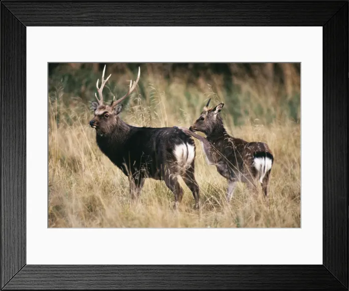 Framed Print : Sika-Deer - young Stag provoking old Stag Framed Print : Sika-Deer - young Stag provoking old Stag