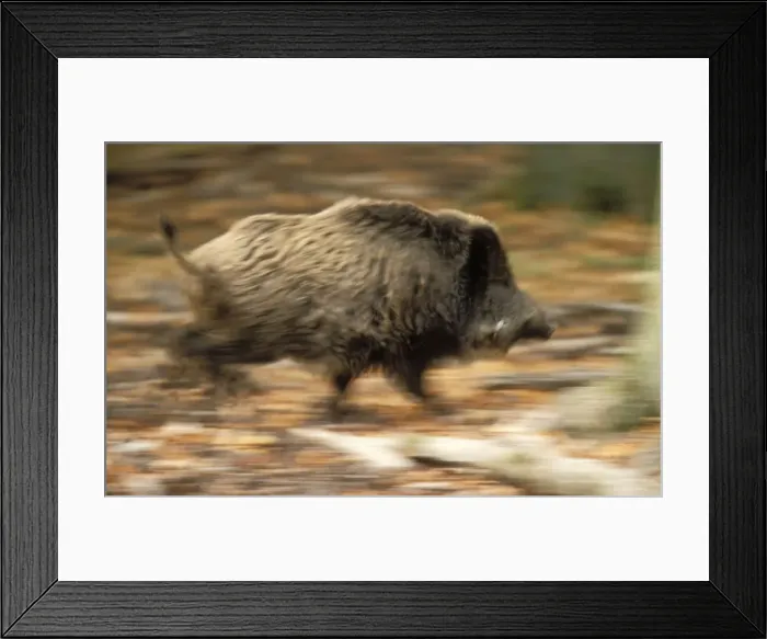 Framed Print : Wild Boar Running Framed Print : Wild Boar Running