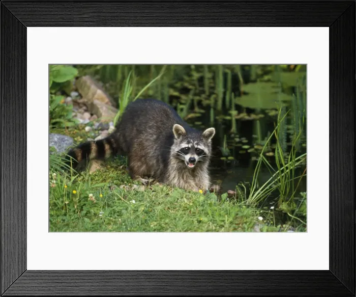 Framed Print : Racoon - at garden pond