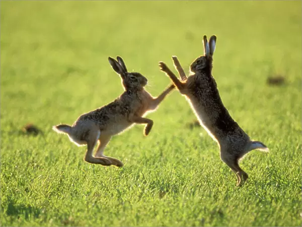 Hares Boxing