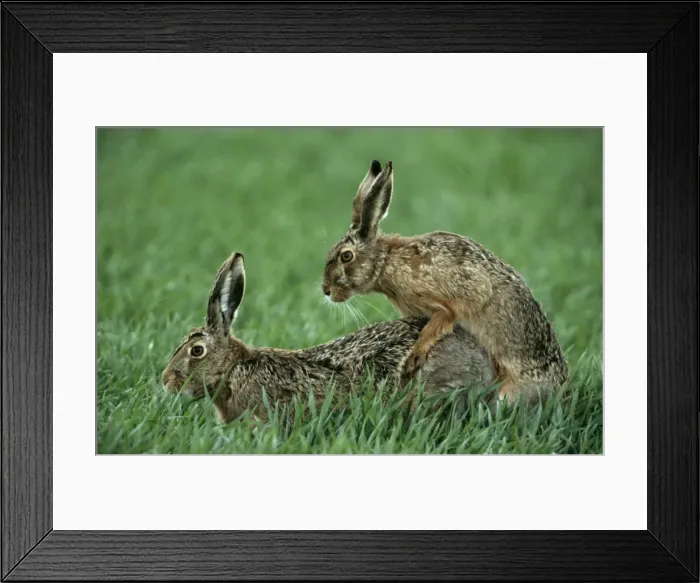 Framed Print : Hares - copulating Framed Print : Hares - copulating