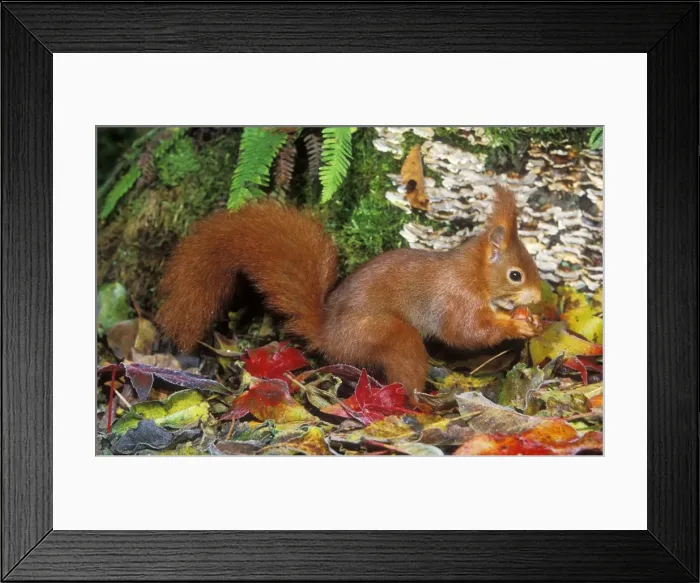 Framed Print : Red Squirrel Framed Print : Red Squirrel