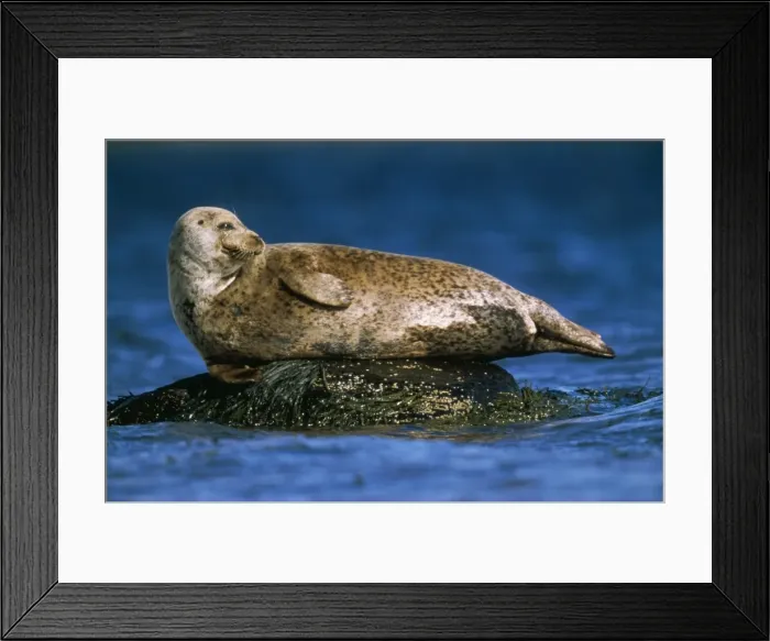 Framed Print : Grey Seal - basking on rocks in sea Framed Print : Grey Seal - basking on rocks in sea