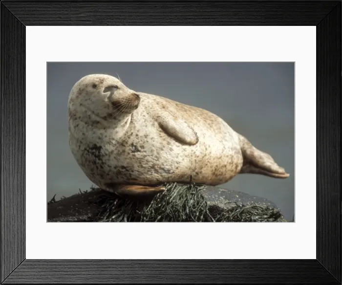 Framed Print : Grey Seal Basking on rock in sea Framed Print : Grey Seal Basking on rock in sea