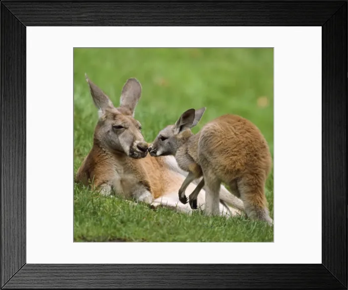 Framed Print : Red Kanagaroo - female with offspring Framed Print : Red Kanagaroo - female with offspring