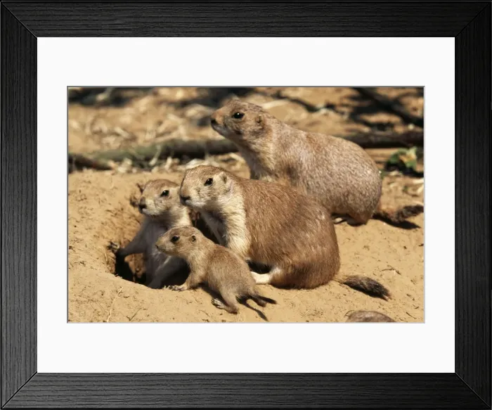 Framed Print : Black-tailed Prairie Dog Family at burrow entrance Framed Print : Black-tailed Prairie Dog Family at burrow entrance