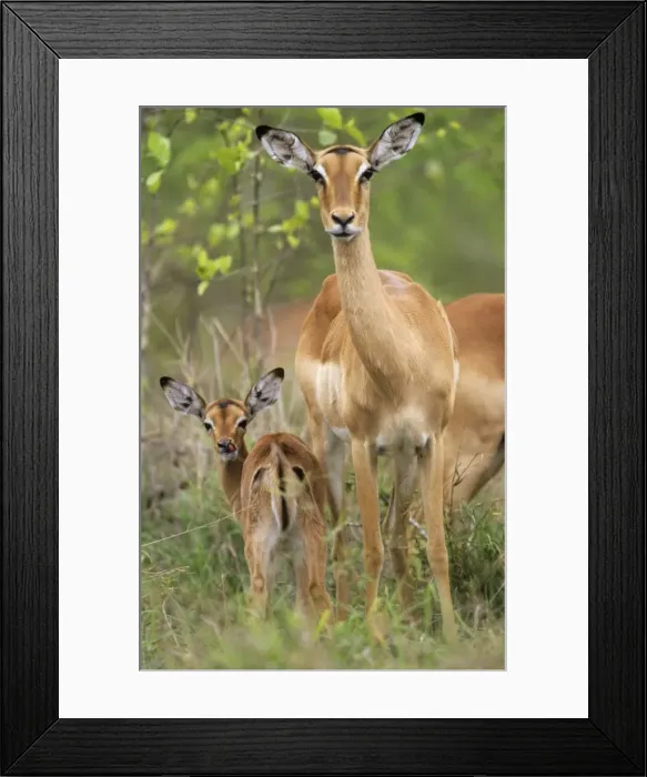 Framed Print : Impala - female with calf Framed Print : Impala - female with calf