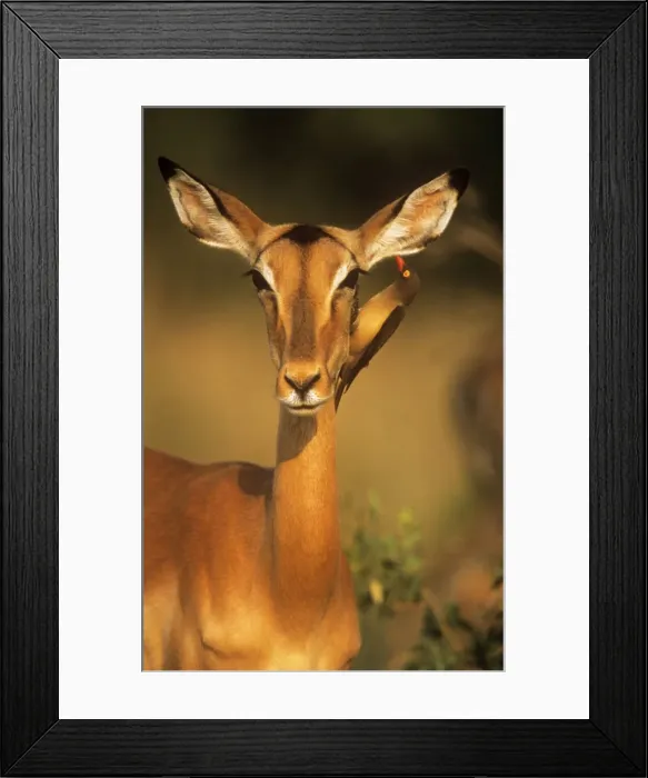 Framed Print : Impala - with Redbilled Oxpecker (Buphagus erythrorhynchus) searching for insects Framed Print : Impala - with Redbilled Oxpecker (Buphagus erythrorhynchus) searching for insects