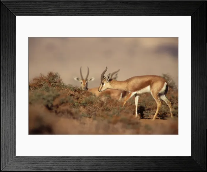 Framed Print : Dorcas / Negav Gazelle In negav desert, Israel Framed Print : Dorcas / Negav Gazelle In negav desert, Israel