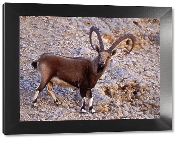 Nubian Ibex Buck in Negav desert, Israel