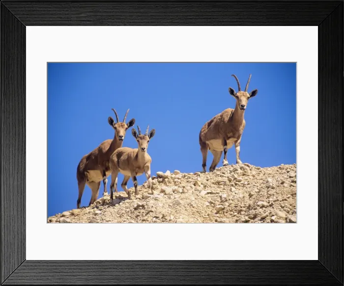 Framed Print : Nubian Ibex - x2 females with young Israel Framed Print : Nubian Ibex - x2 females with young Israel