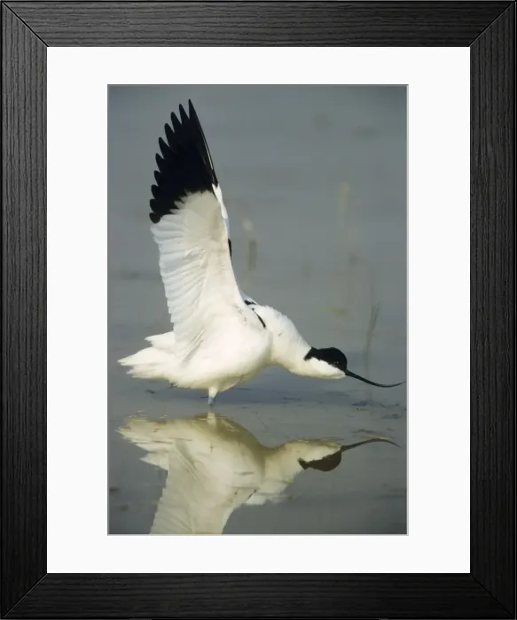 Framed Print : Avocet - stretching wings after resting Framed Print : Avocet - stretching wings after resting