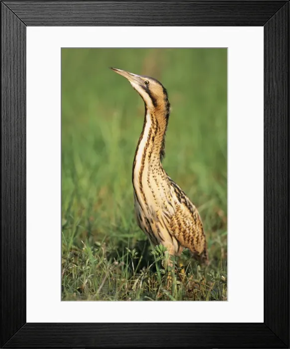 Framed Print : Bittern - Outside reed beds searching for prey Framed Print : Bittern - Outside reed beds searching for prey