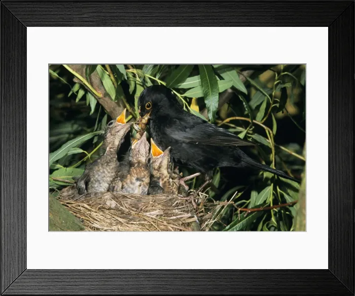 Framed Print : Blackbird - Male feeding offspring at nest Framed Print : Blackbird - Male feeding offspring at nest