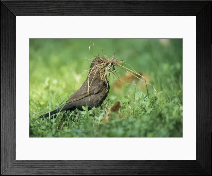 Framed Print : Blackbird - famale gathring nest material