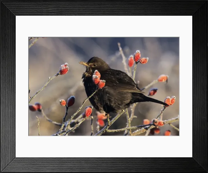 Framed Print : Blackbird - female on rosehip bush in winter Framed Print : Blackbird - female on rosehip bush in winter