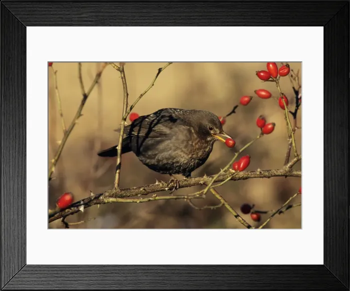 Framed Print : Blackbird - female feeding on rosehips in winter Framed Print : Blackbird - female feeding on rosehips in winter