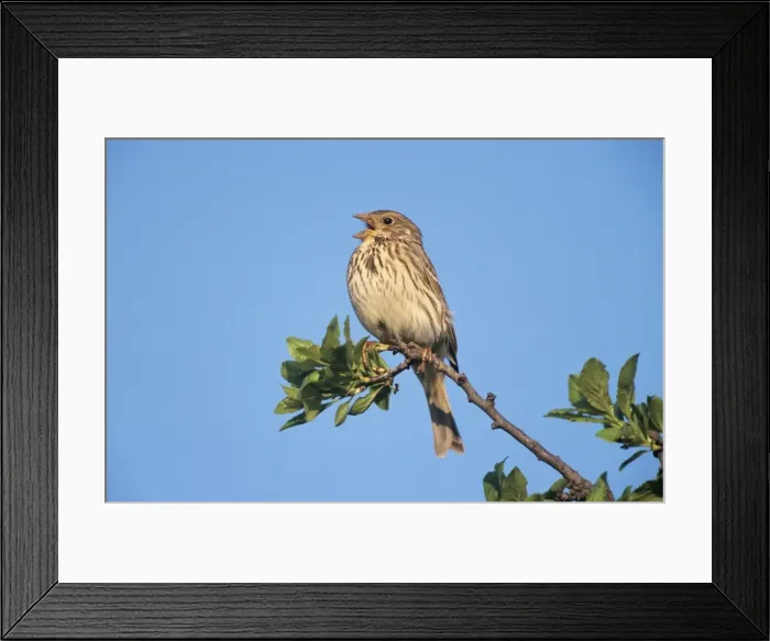 Framed Print : Corn Bunting - male singing in spring-time Framed Print : Corn Bunting - male singing in spring-time