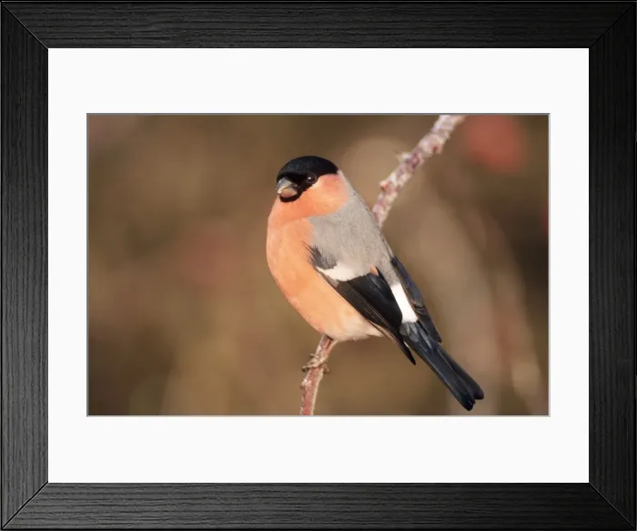 Framed Print : Bullfinch - male Framed Print : Bullfinch - male