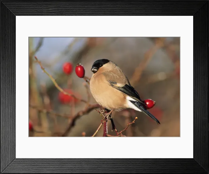 Framed Print : Bullfinch - female Framed Print : Bullfinch - female