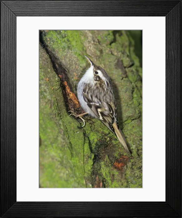 Framed Print : Short-toed Treecreeper - searching for food on tree stem Framed Print : Short-toed Treecreeper - searching for food on tree stem