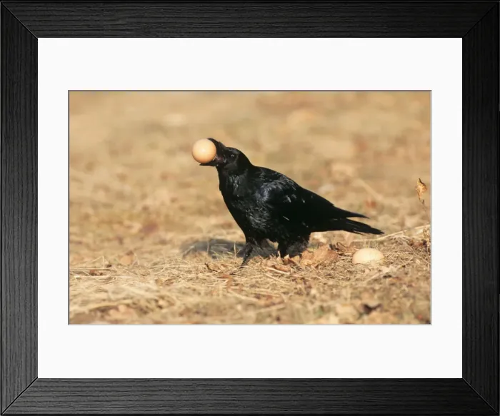 Framed Print : Carrion Crow - with hens egg in beak Framed Print : Carrion Crow - with hens egg in beak