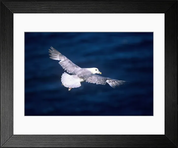 Framed Print : Fulmar - adult bird in flight Framed Print : Fulmar - adult bird in flight