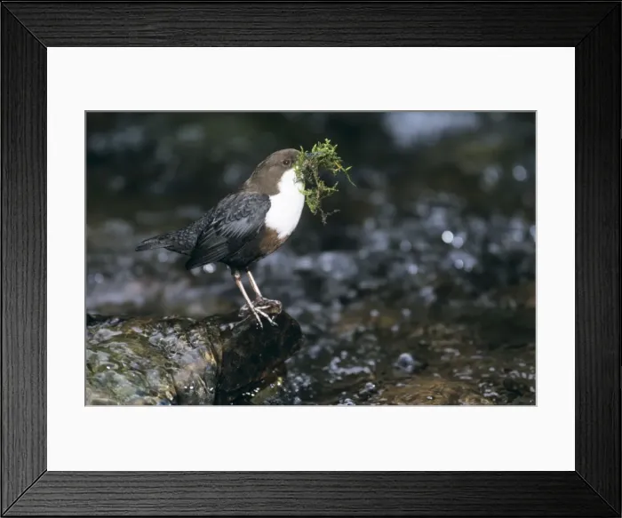Framed Print : Dipper - transporting nest material Framed Print : Dipper - transporting nest material