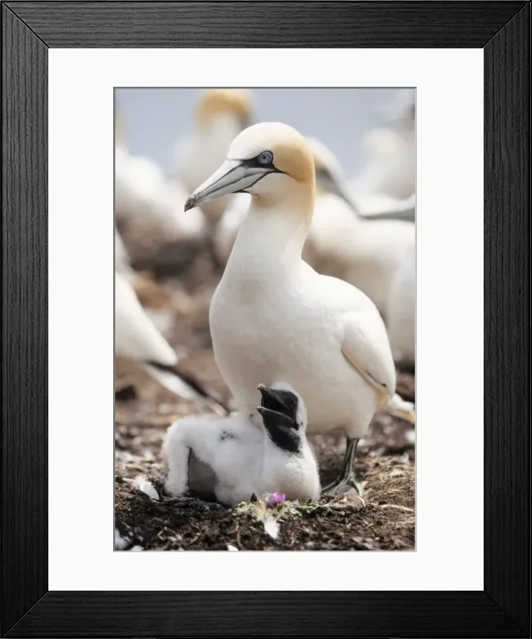 Framed Print : Gannet - Adult with young at nest Framed Print : Gannet - Adult with young at nest