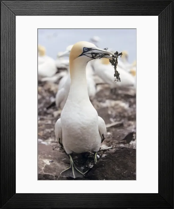 Framed Print : Gannet - Adult with nest material Framed Print : Gannet - Adult with nest material