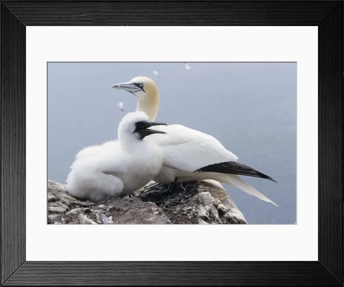 Framed Print : Gannet - Adult with young bird Framed Print : Gannet - Adult with young bird