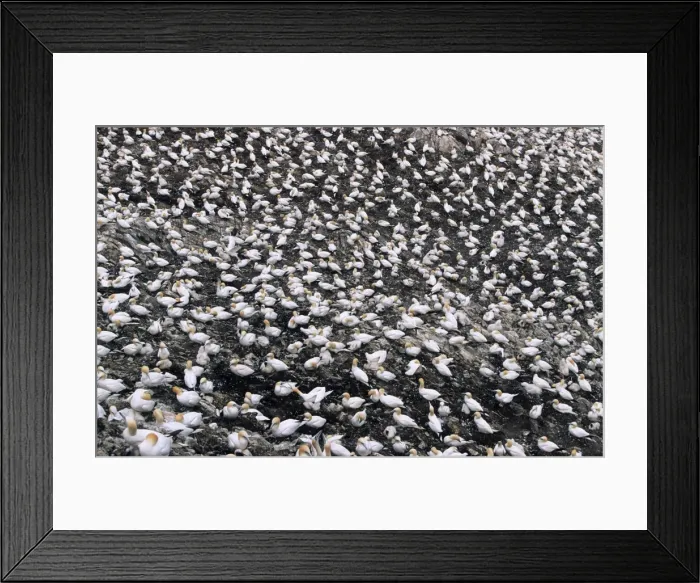 Framed Print : Gannet - breeding colony on Bas Rock. Scotland Framed Print : Gannet - breeding colony on Bas Rock. Scotland
