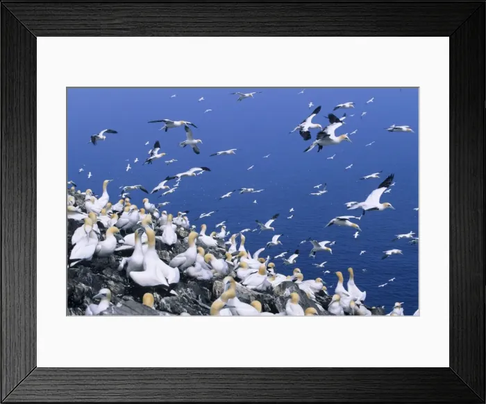 Framed Print : Gannet - Breeding colony on Bass Rock. Scotland Framed Print : Gannet - Breeding colony on Bass Rock. Scotland